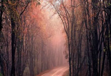 爱沙尼亚自行车选手风驰电掣势不可挡